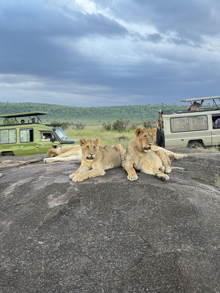 Masai Mara safari